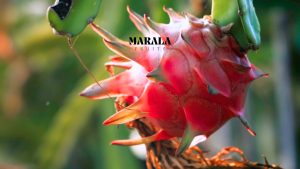 Receta Marala: Cheescake tropical de Pitahaya & Coco (Gluten Free)